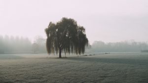 Preview wallpaper tree, willow, fog, field, nature