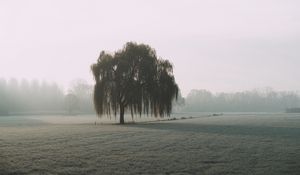Preview wallpaper tree, willow, fog, field, nature