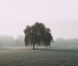 Preview wallpaper tree, willow, fog, field, nature