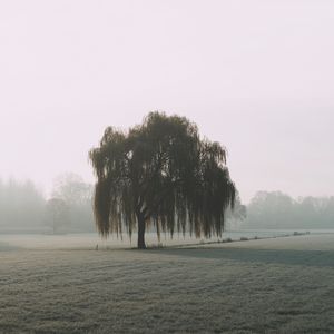 Preview wallpaper tree, willow, fog, field, nature