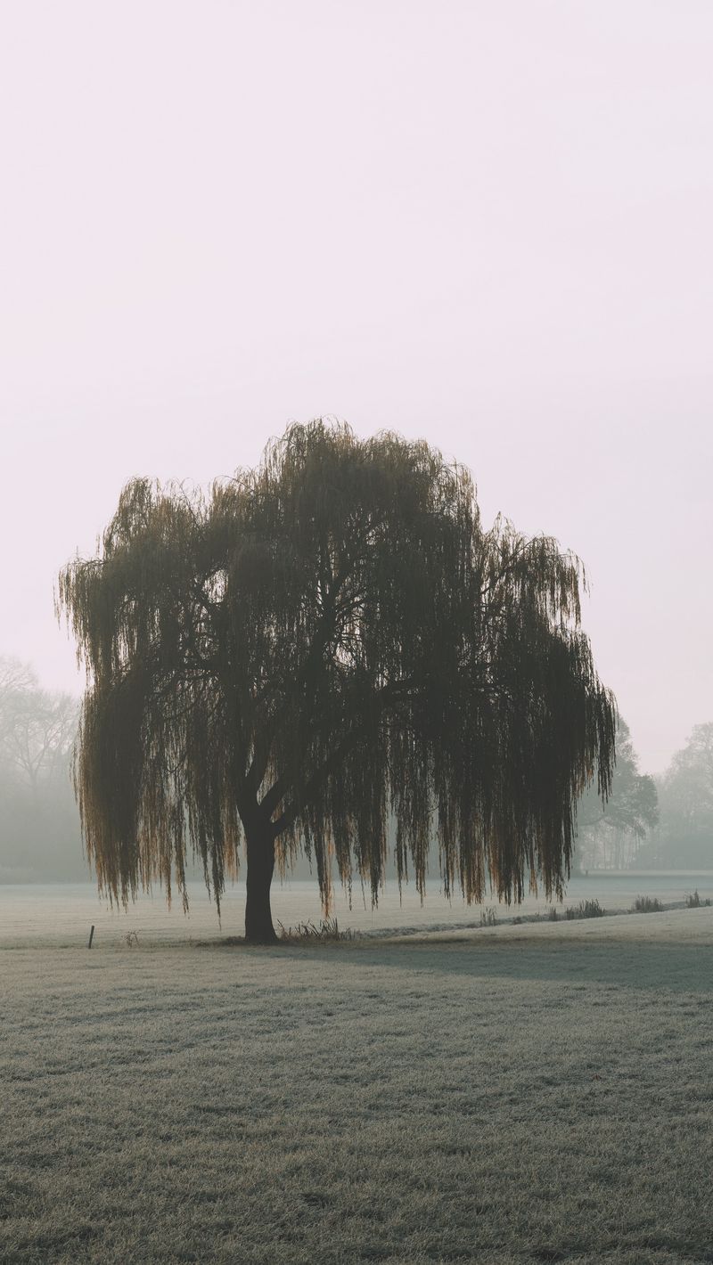Willow Tree In An Ornamental Pond Full Of Water Background Picture Of A Willow  Tree Background Image And Wallpaper for Free Download