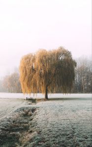 Preview wallpaper tree, willow, hoarfrost, frost, winter, nature