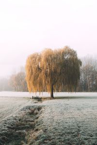 Preview wallpaper tree, willow, hoarfrost, frost, winter, nature