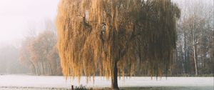 Preview wallpaper tree, willow, hoarfrost, frost, winter, nature