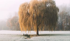 Preview wallpaper tree, willow, hoarfrost, frost, winter, nature