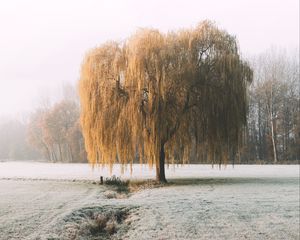 Preview wallpaper tree, willow, hoarfrost, frost, winter, nature