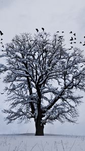 Preview wallpaper tree, winter, birds, snow