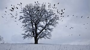 Preview wallpaper tree, winter, birds, snow