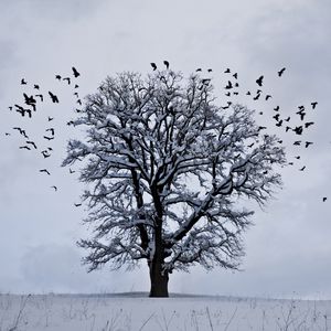 Preview wallpaper tree, winter, birds, snow