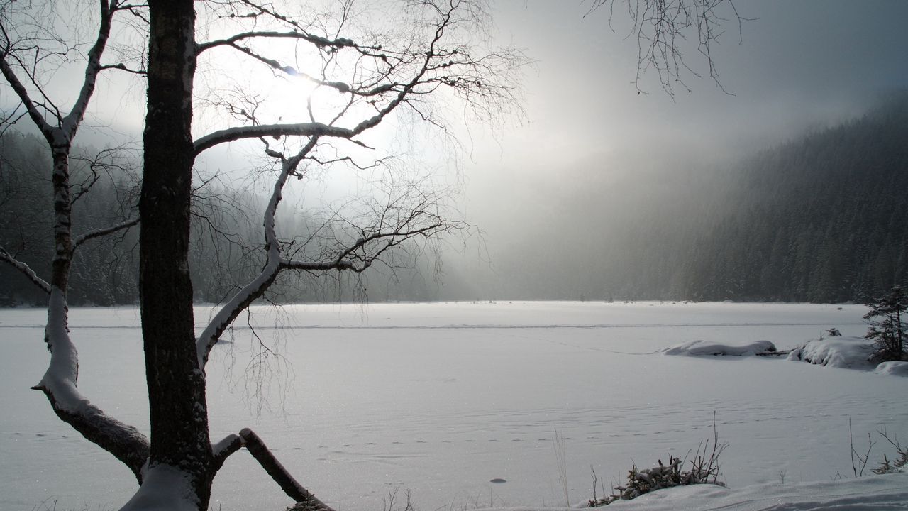Wallpaper tree, winter, lake, ice, snow