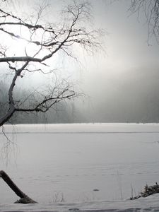 Preview wallpaper tree, winter, lake, ice, snow