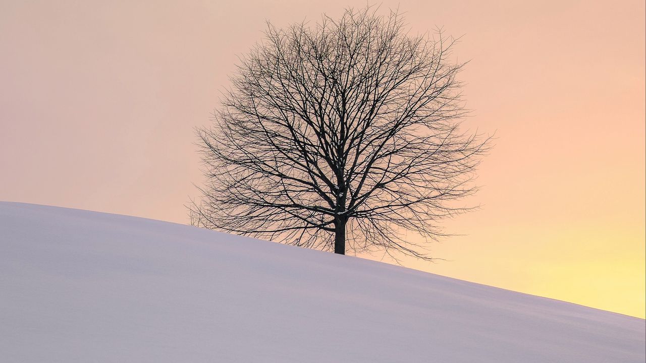 Wallpaper tree, winter, minimalism, snow, hillock