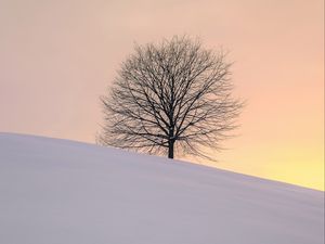 Preview wallpaper tree, winter, minimalism, snow, hillock