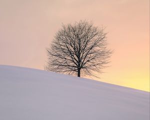 Preview wallpaper tree, winter, minimalism, snow, hillock