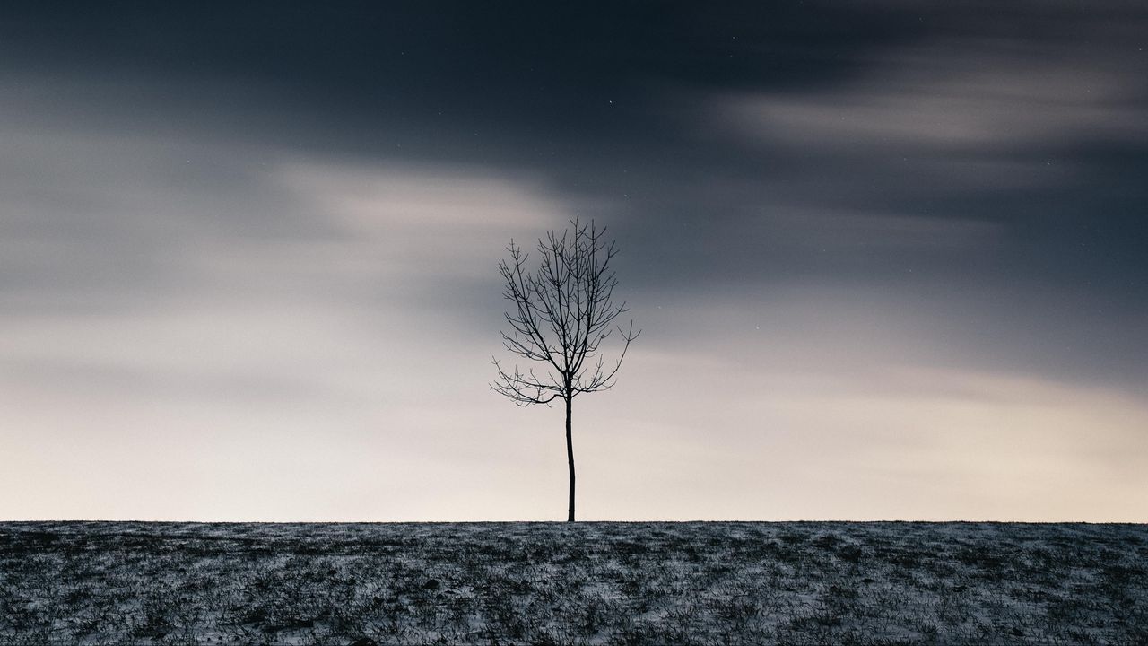 Wallpaper tree, winter, minimalism, snow, starry sky
