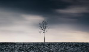 Preview wallpaper tree, winter, minimalism, snow, starry sky