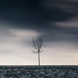 Preview wallpaper tree, winter, minimalism, snow, starry sky