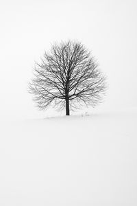 Preview wallpaper tree, winter, snow, minimalism, bw