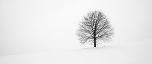 Preview wallpaper tree, winter, snow, minimalism, bw