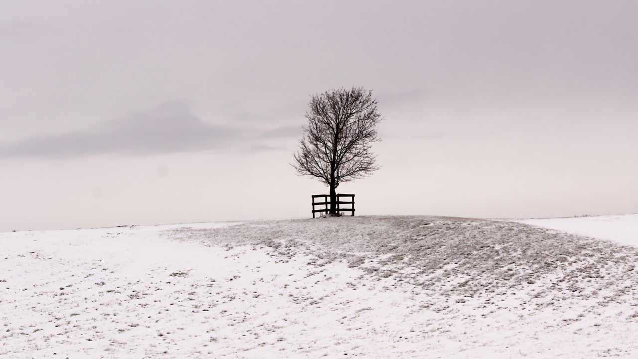 Wallpaper tree, winter, snow, field, bw, minimalism