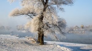 Preview wallpaper tree, winter, snow, snowy