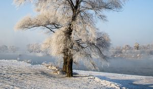 Preview wallpaper tree, winter, snow, snowy
