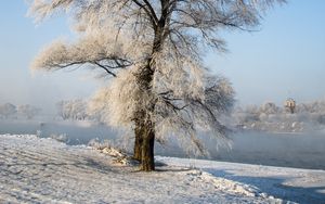 Preview wallpaper tree, winter, snow, snowy
