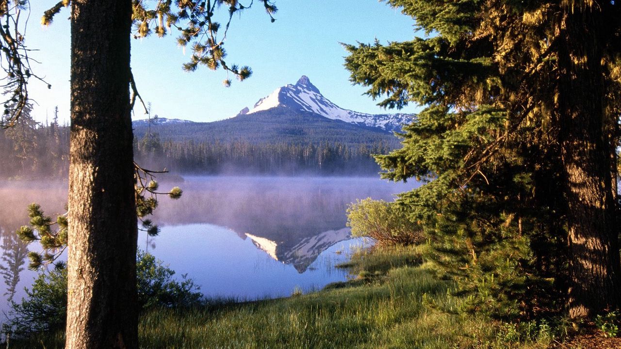 Wallpaper tree, wood, lake, evaporation, fog, trunk, mountain, reflection