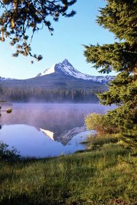 Preview wallpaper tree, wood, lake, evaporation, fog, trunk, mountain, reflection