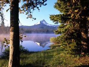 Preview wallpaper tree, wood, lake, evaporation, fog, trunk, mountain, reflection