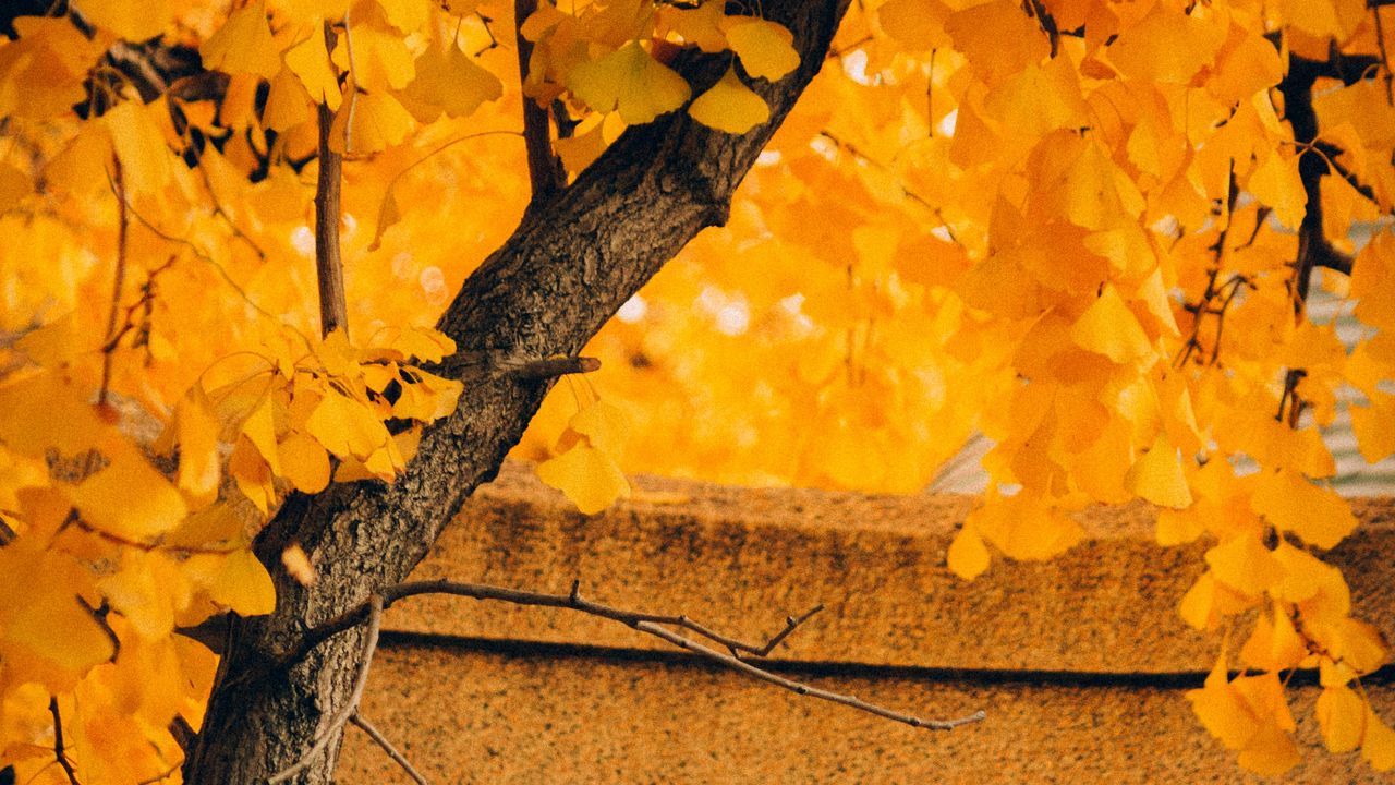 Wallpaper tree, yellow, autumn, nature