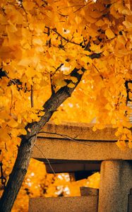 Preview wallpaper tree, yellow, autumn, nature