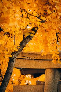 Preview wallpaper tree, yellow, autumn, nature