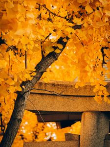 Preview wallpaper tree, yellow, autumn, nature