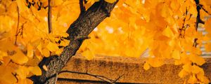 Preview wallpaper tree, yellow, autumn, nature