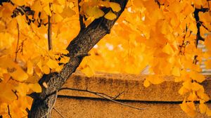 Preview wallpaper tree, yellow, autumn, nature