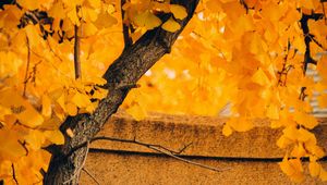 Preview wallpaper tree, yellow, autumn, nature