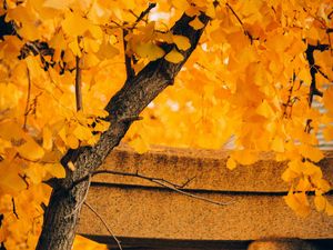 Preview wallpaper tree, yellow, autumn, nature