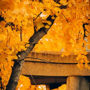 Preview wallpaper tree, yellow, autumn, nature