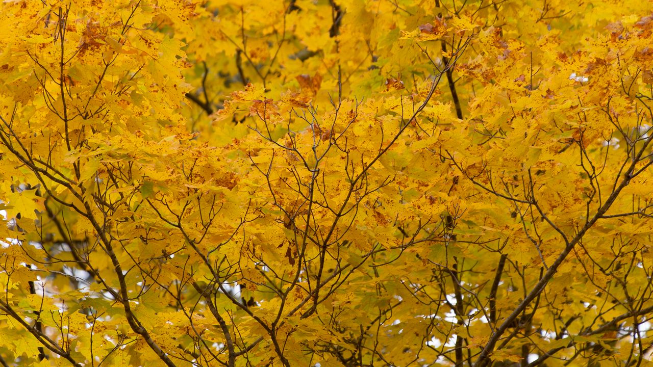 Wallpaper tree, yellow, leaves, autumn, nature