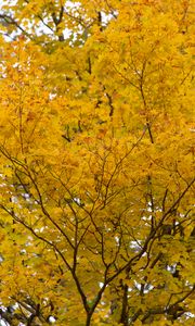 Preview wallpaper tree, yellow, leaves, autumn, nature