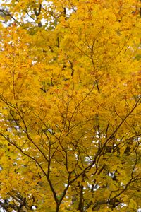 Preview wallpaper tree, yellow, leaves, autumn, nature