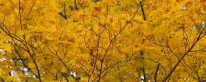 Preview wallpaper tree, yellow, leaves, autumn, nature