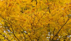 Preview wallpaper tree, yellow, leaves, autumn, nature