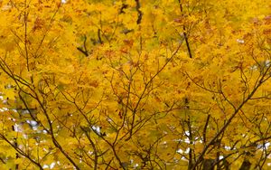 Preview wallpaper tree, yellow, leaves, autumn, nature