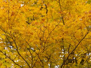 Preview wallpaper tree, yellow, leaves, autumn, nature