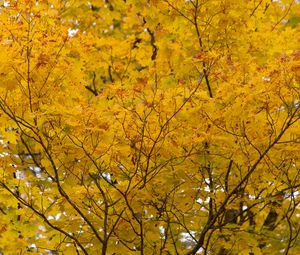 Preview wallpaper tree, yellow, leaves, autumn, nature