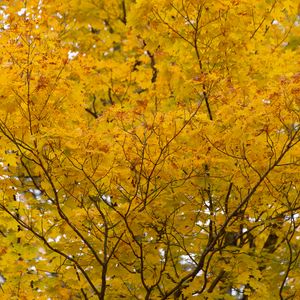 Preview wallpaper tree, yellow, leaves, autumn, nature