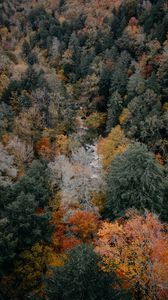 Preview wallpaper trees, aerial view, autumn, colors of autumn, tops