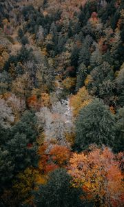 Preview wallpaper trees, aerial view, autumn, colors of autumn, tops